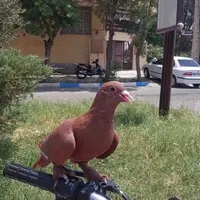 کفتر کبوتر دستی گمشده