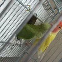 کوتوله با تخم