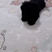 سگ نژاده کوچک