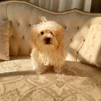 سگ پودل ، ۴ ماهه