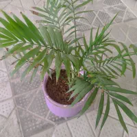 گلدان فانتزی و گل طبیعی|گل و گیاه طبیعی|تربت‌حیدریه, شهرک ولیعصر|دیوار