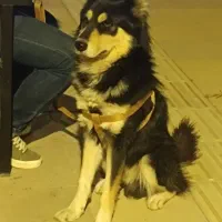 واگذاری سگ تربیت شده