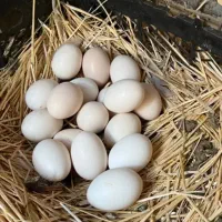 تخم مرغ اصیل گلین نطفه دار نمونه