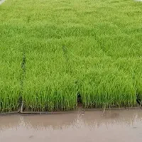 نشا برنج (توم هاشمی)