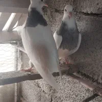 طوقی جوانه|پرنده|بیستون, |دیوار