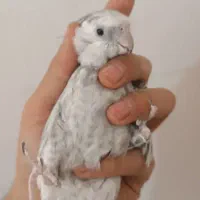 عروس هلندی