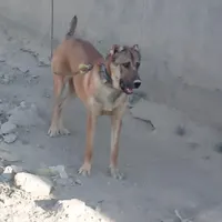 سگ گله
