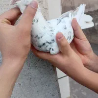 کبوتر