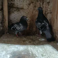 کفتر پلاکی مسافتی|پرنده|مشهد, پنجتن|دیوار