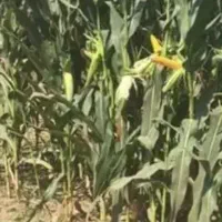 فروش ذرت چاپر