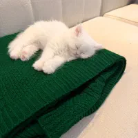 گربه|گربه|نسیم‌شهر, |دیوار