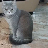 گربه نژاد اسکاتیش و پرشین|گربه|فردوس (خراسان), |دیوار