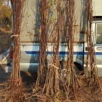 نهال آلو حاج حسنی و نلک