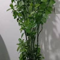 درختچه پرتقال طبیعی