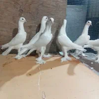 کبوتر اوجاپاچا