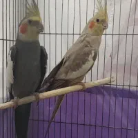 عروس هلندی