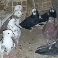 پرنده