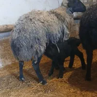 میش بره دار و ابستن