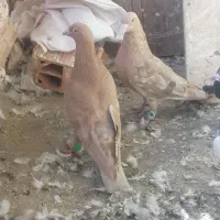 کفتر کبوتر