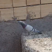 سبز بازیکن نر|پرنده|بم, |دیوار