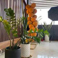 رزرو تولد کافه تولد دورهمی|خدمات پذیرایی، مراسم|مشهد, جاهد شهر|دیوار