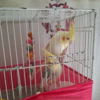 طوطی عروس .رام سخنگو.اواز خوان.بالغ