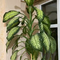 فروش گل دیفن باخیا