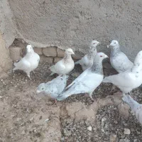 کبوتر هفت رنگ|پرنده|دشتابی, |دیوار