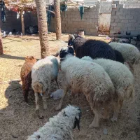 گوسفند و گاو ماده در شادگان