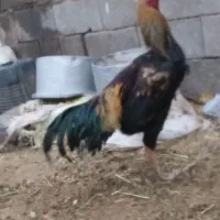 خروس لاری|حیوانات مزرعه|تربت جام, میان جام|دیوار