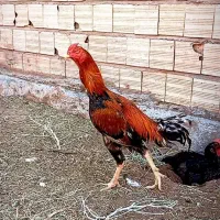 خروس لاری