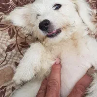 توله سگ پشمالو