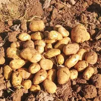 کارگر  سیب زمینی و گوجه