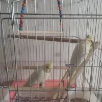 عروس هلندی|پرنده|خمینیشهر, |دیوار