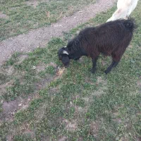 نر بزبزغاله ۷ماهه وزن حدود۳۰|حیوانات مزرعه|سنقر, |دیوار