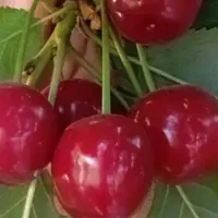 آلبالوی مجار  تکدانه