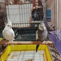 عروس هلندی مولد