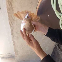 کوینحلی  ماده میخ کاکولی