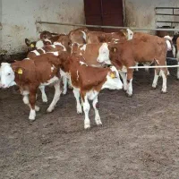 سیمینتال نر|حیوانات مزرعه|قم, مهدی آباد|دیوار