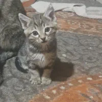 واگذاری رایگان بچه گربه|گربه|مراغه, |دیوار