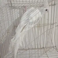 عروس هلندی دوکت شکلاتی نر روشن کارداده