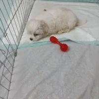 سگ مالتی کراس ۳ ماهه|سگ|ری, ظهیرآباد|دیوار