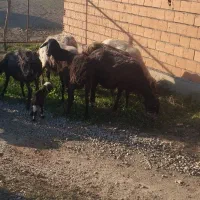 گوسفند|حیوانات مزرعه|سیمین شهر, |دیوار