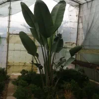 پرنده بهشتی نیکولای( آگوستا)