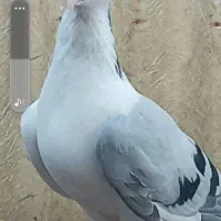 یک عدد کبوتر