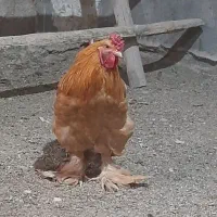 مرغ و خروس برهما و امپراتور|حیوانات مزرعه|آبسرد, |دیوار