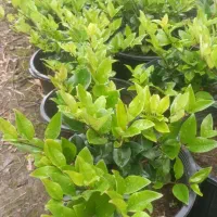 یاس هلندی سطل 10