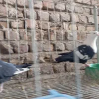 کله سفید کربلایی یکتی|پرنده|اهواز, کمپلو شمالی|دیوار