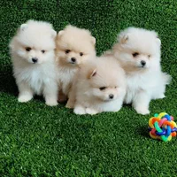 پامر خررسی سفید و پرتغالی|سگ|محمدشهر, همایون ویلا|دیوار