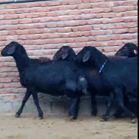 گوسفند و قوچ